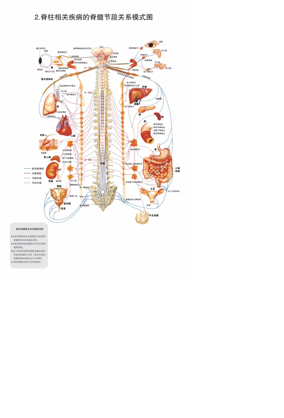 脊柱图解脊柱相关疾病的自主神经关系模式图_第3页