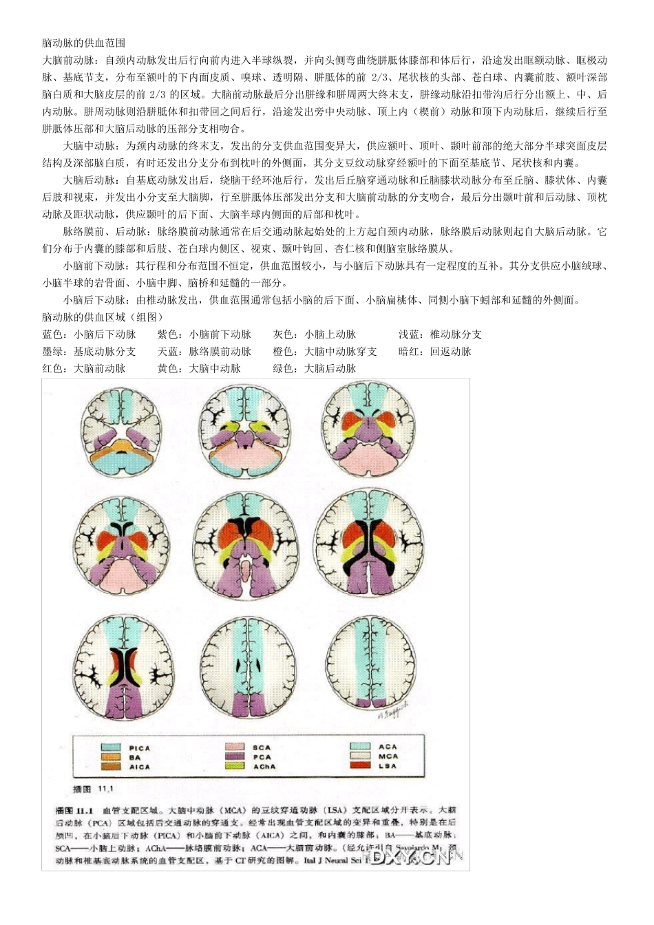 脑动脉的供血范围_第1页