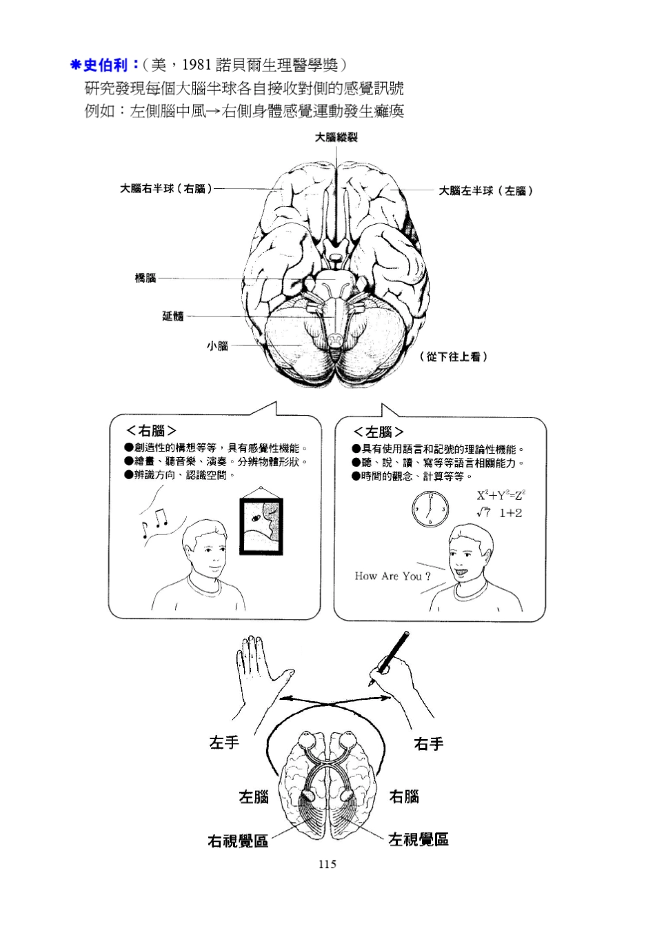 脑的各部构造与功能_第2页