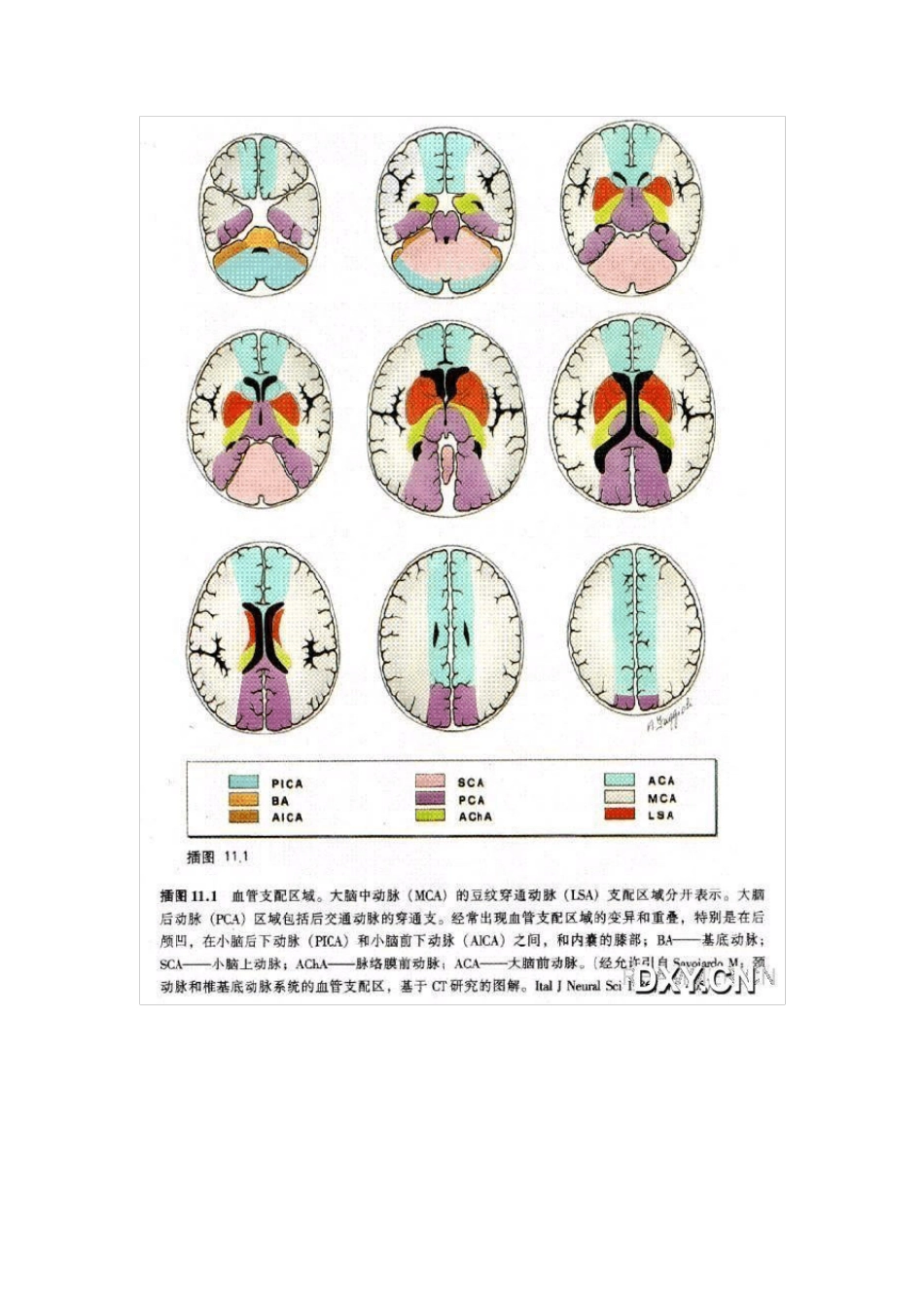 脑血管支配区域_第2页