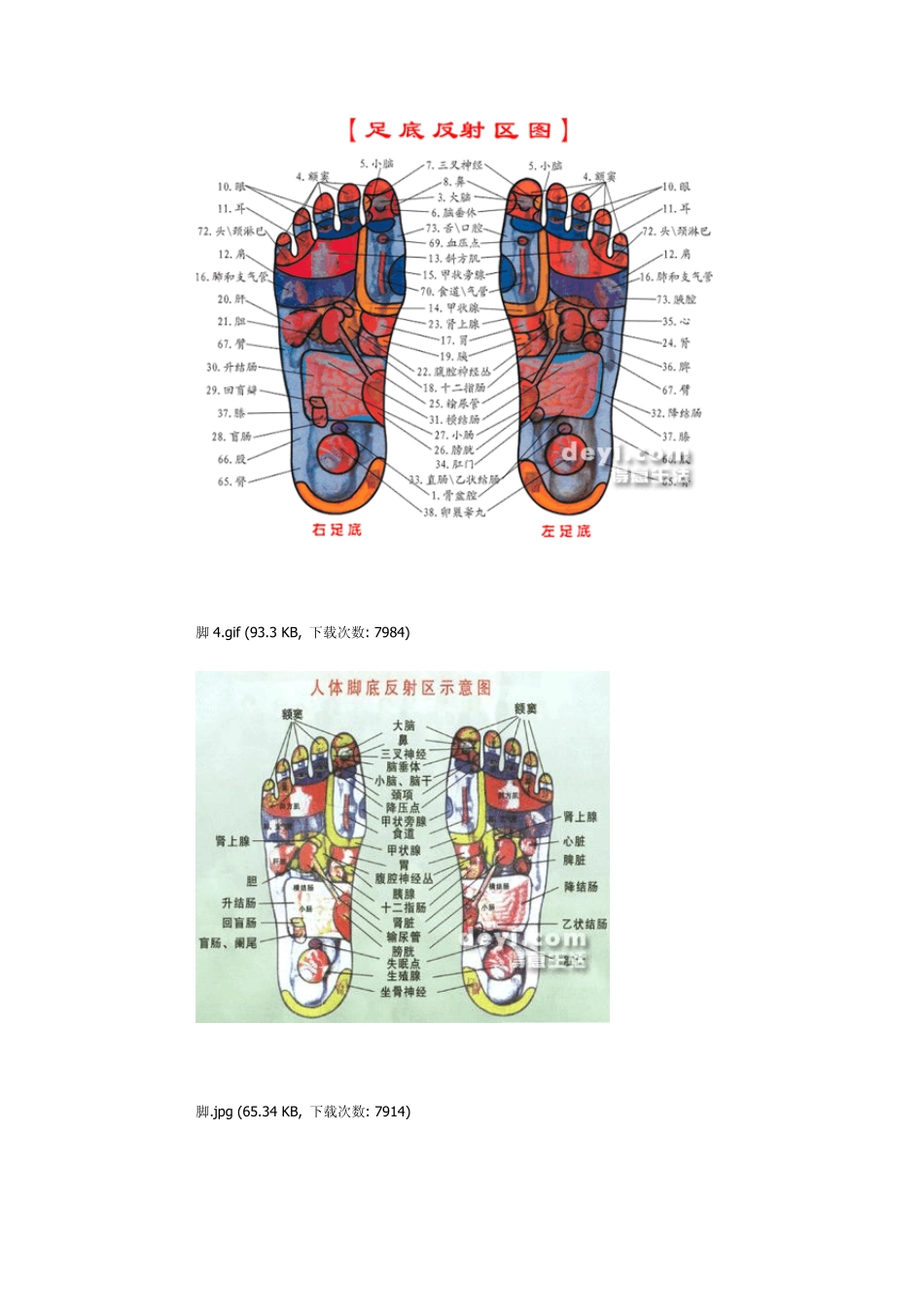 脚底按摩穴位图_第3页