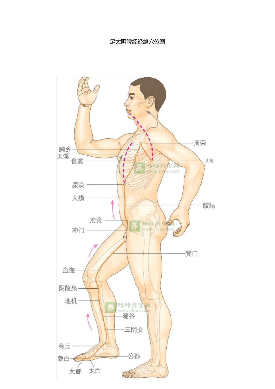 脾经的位置图_第1页
