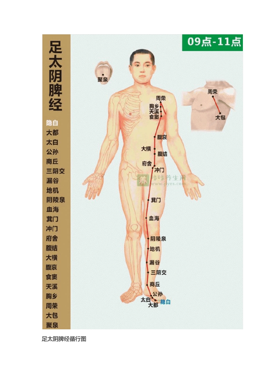 脾经的位置图_第3页