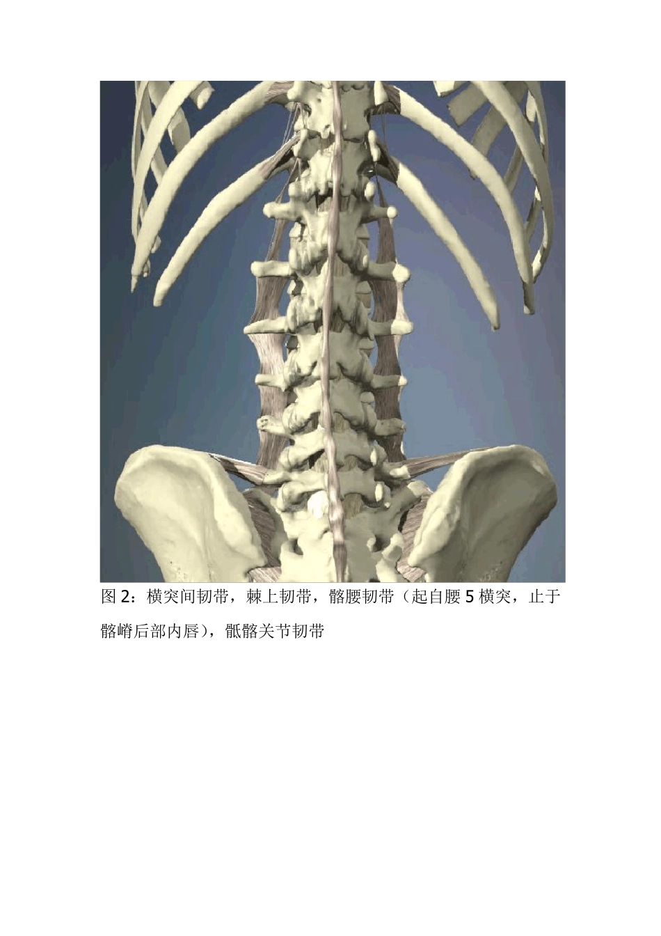 腰椎层次解剖_第2页