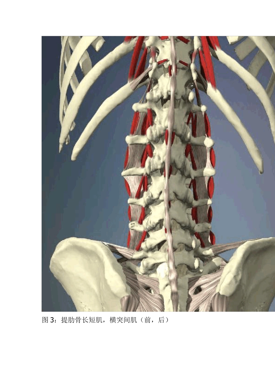 腰椎层次解剖_第3页