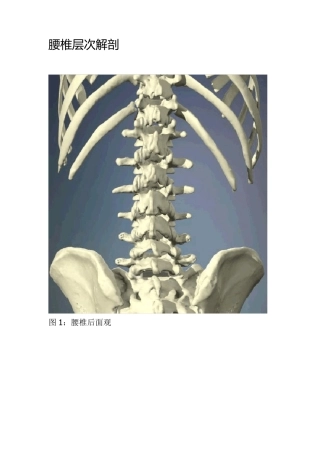 腰椎层次解剖