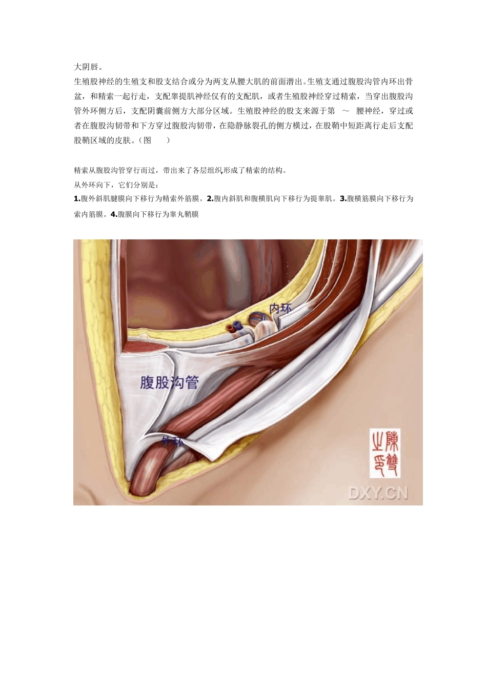 腹股沟区域的解剖与疝修补术_第3页