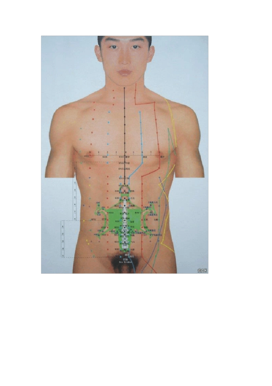 腹部常用穴位的定位和功能2_第3页
