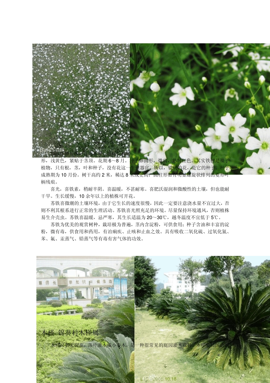 自己总结的几种植物图片和介绍_第2页