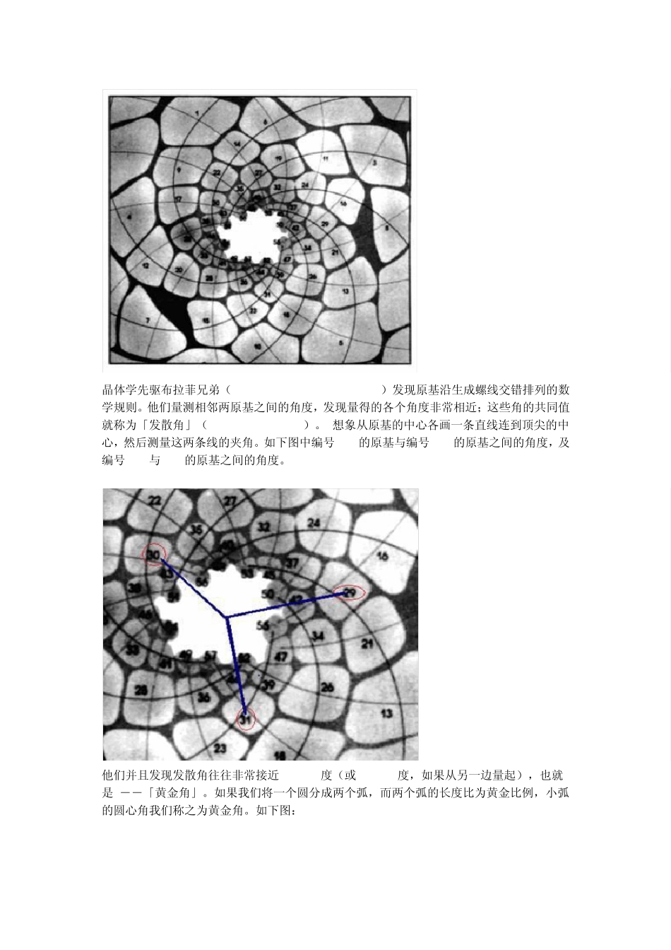 自然界中的斐波那契数_第3页