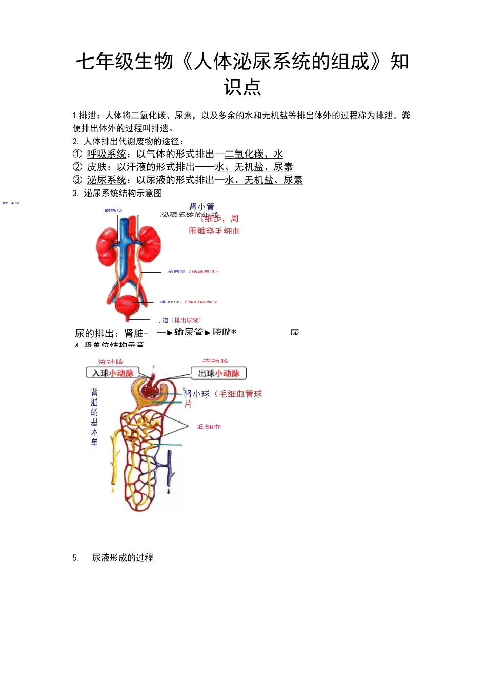 七年级生物《人体泌尿系统的组成》知识点_第1页