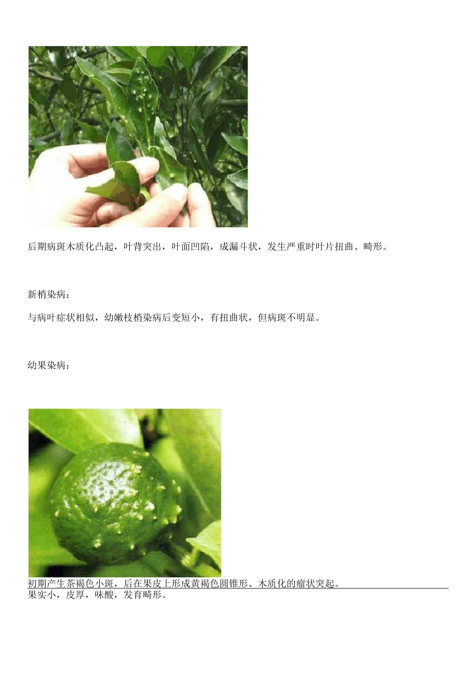 柑橘病虫害(图谱大全)_第2页