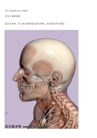 艺用人体解剖图