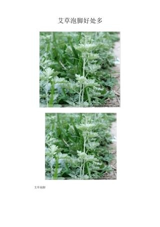 艾草泡脚好处多