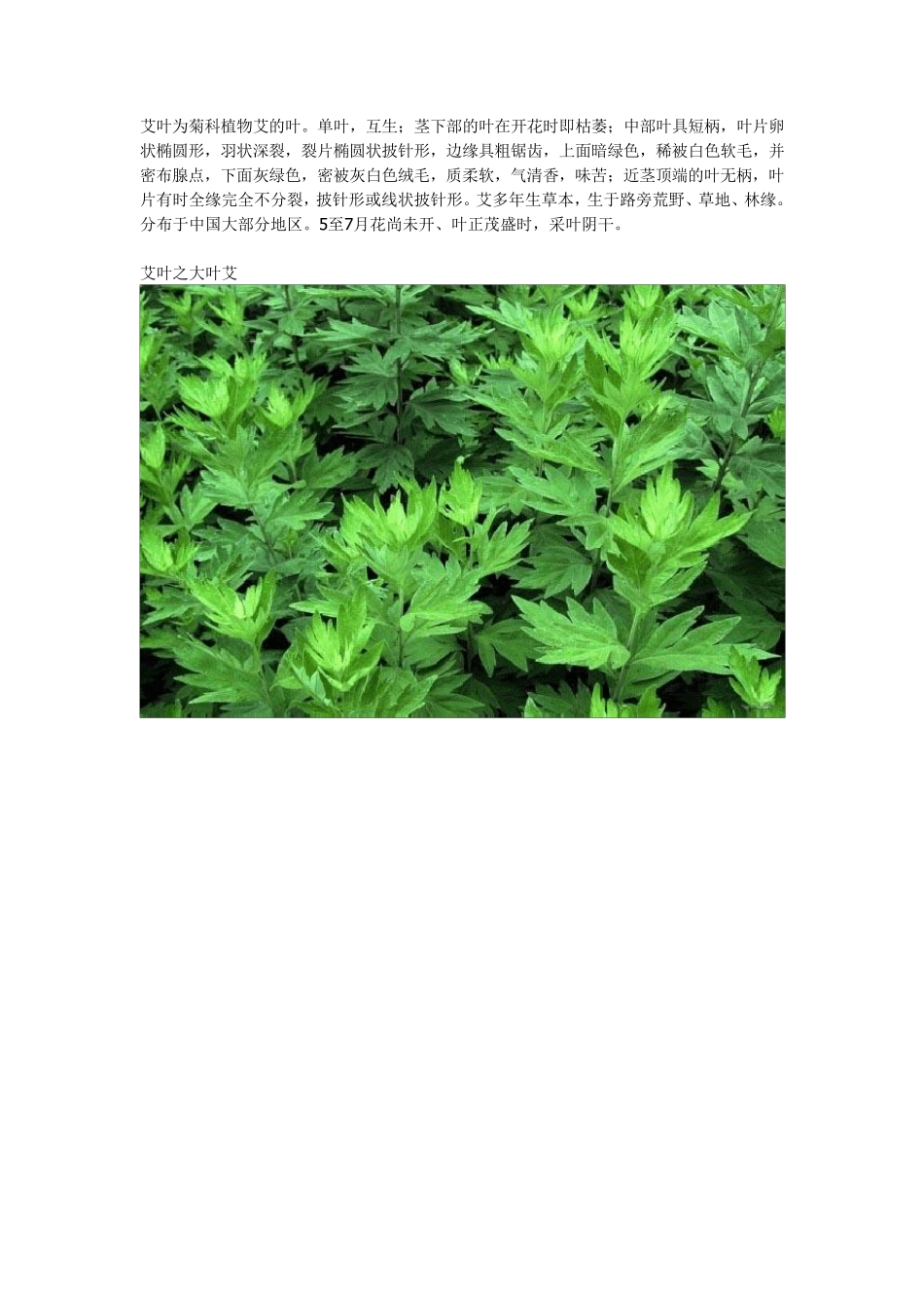 艾草的功效与作用及大叶艾、小叶艾、野艾的鉴别_第1页