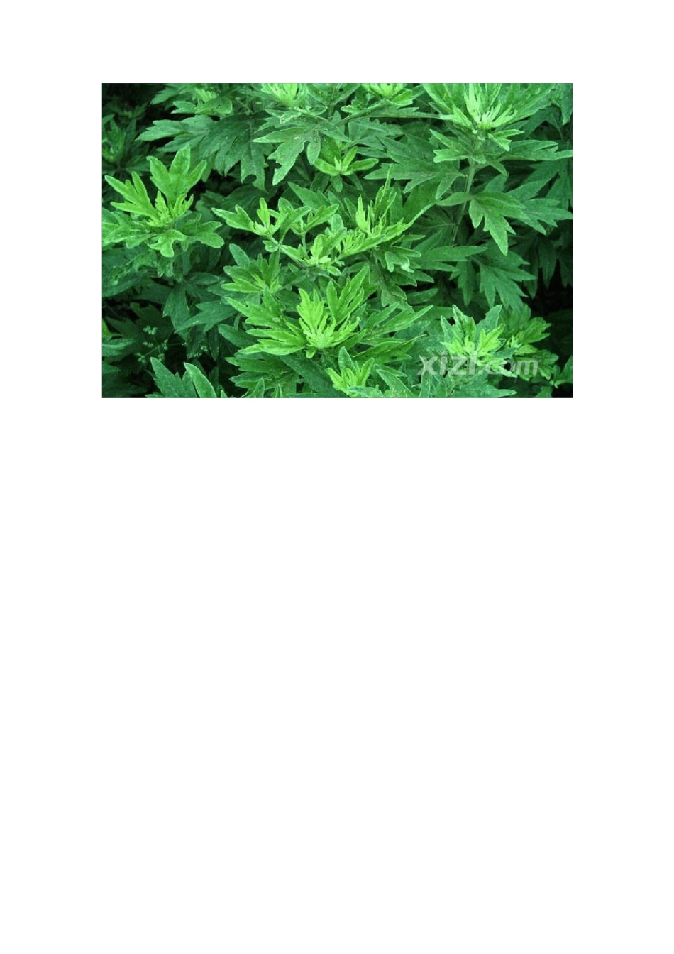 艾草的功效与作用及大叶艾、小叶艾、野艾的鉴别_第3页