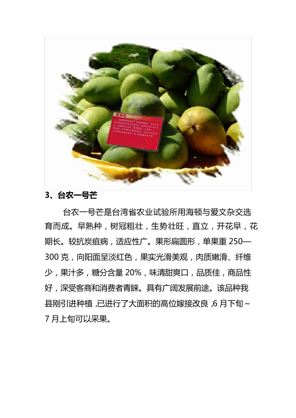 芒果品种介绍_第3页
