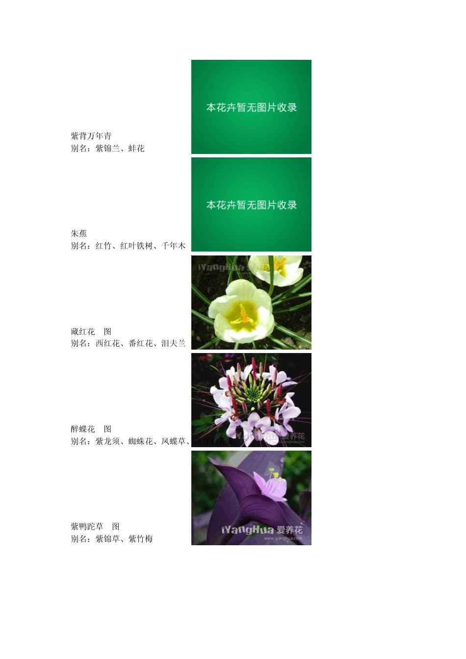 花卉介绍[附图]_第2页