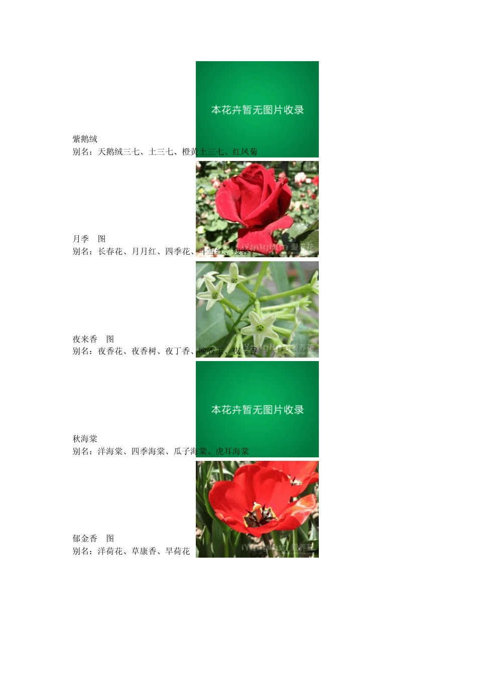花卉介绍[附图]_第3页
