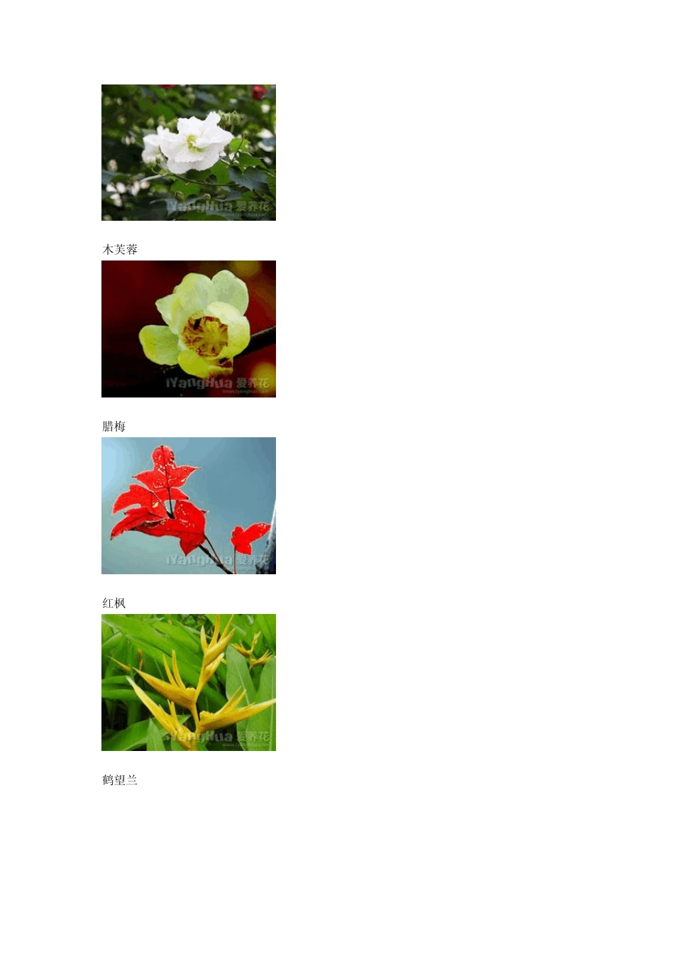 花卉名称图片大全_第2页