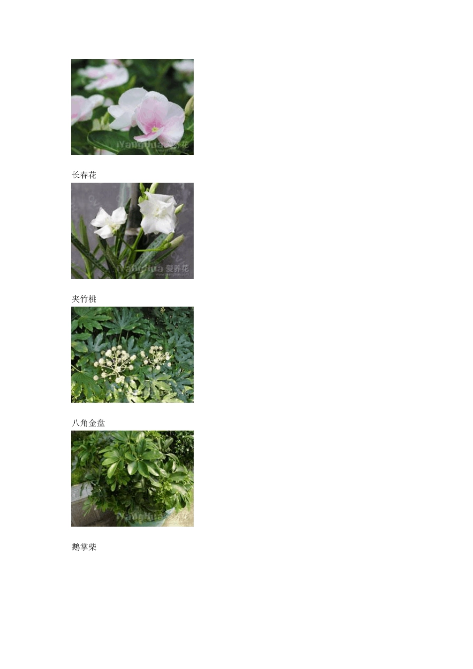 花卉名称图片大全_第3页