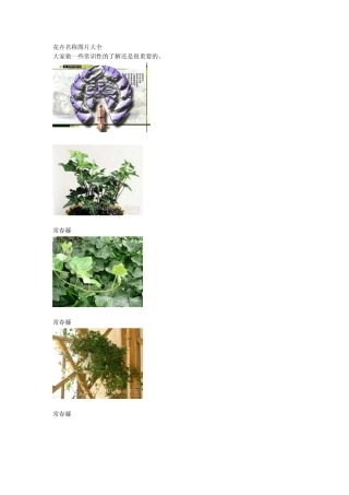 花卉名称图片大全