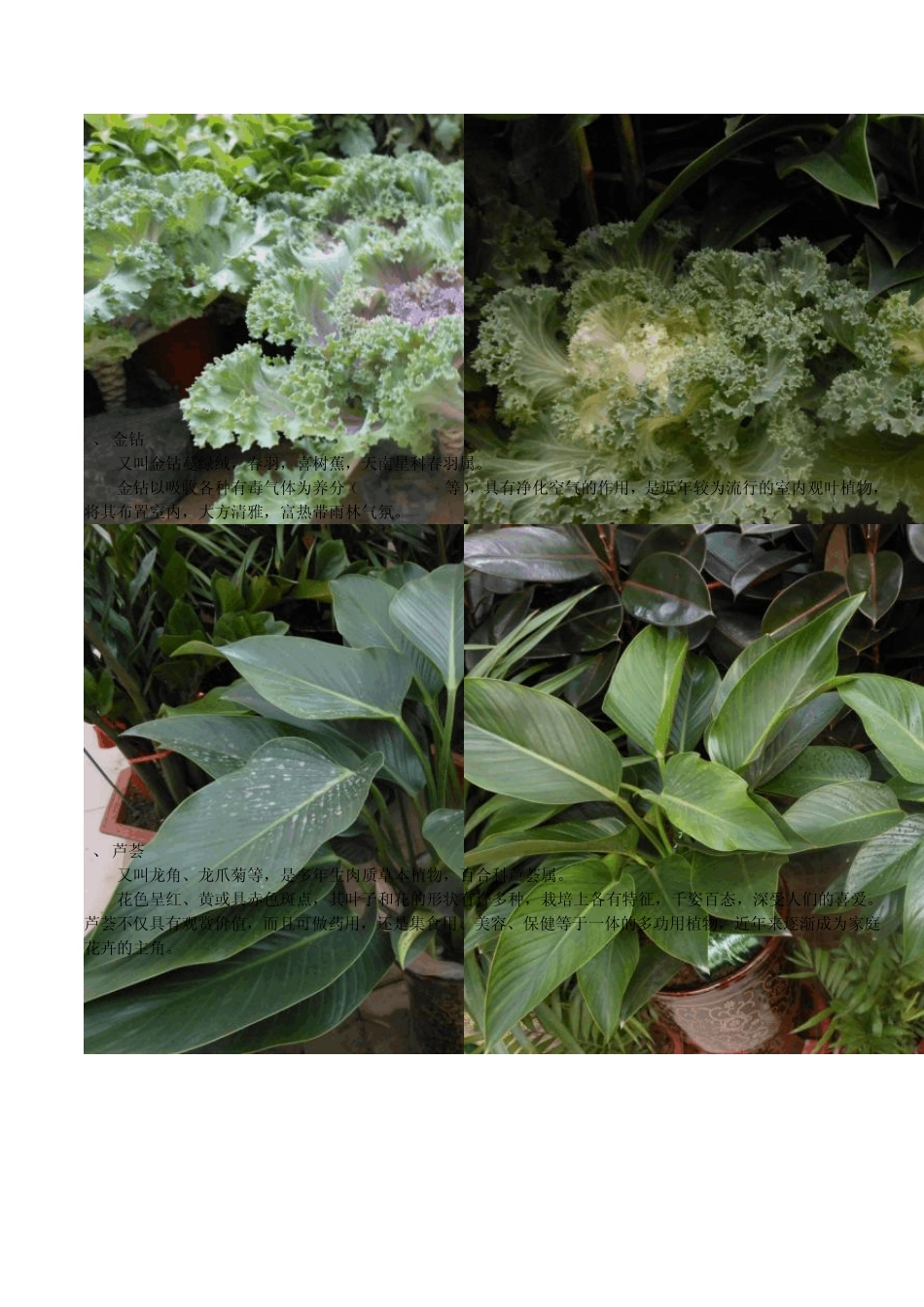 花卉市场的各种花卉认识_第3页