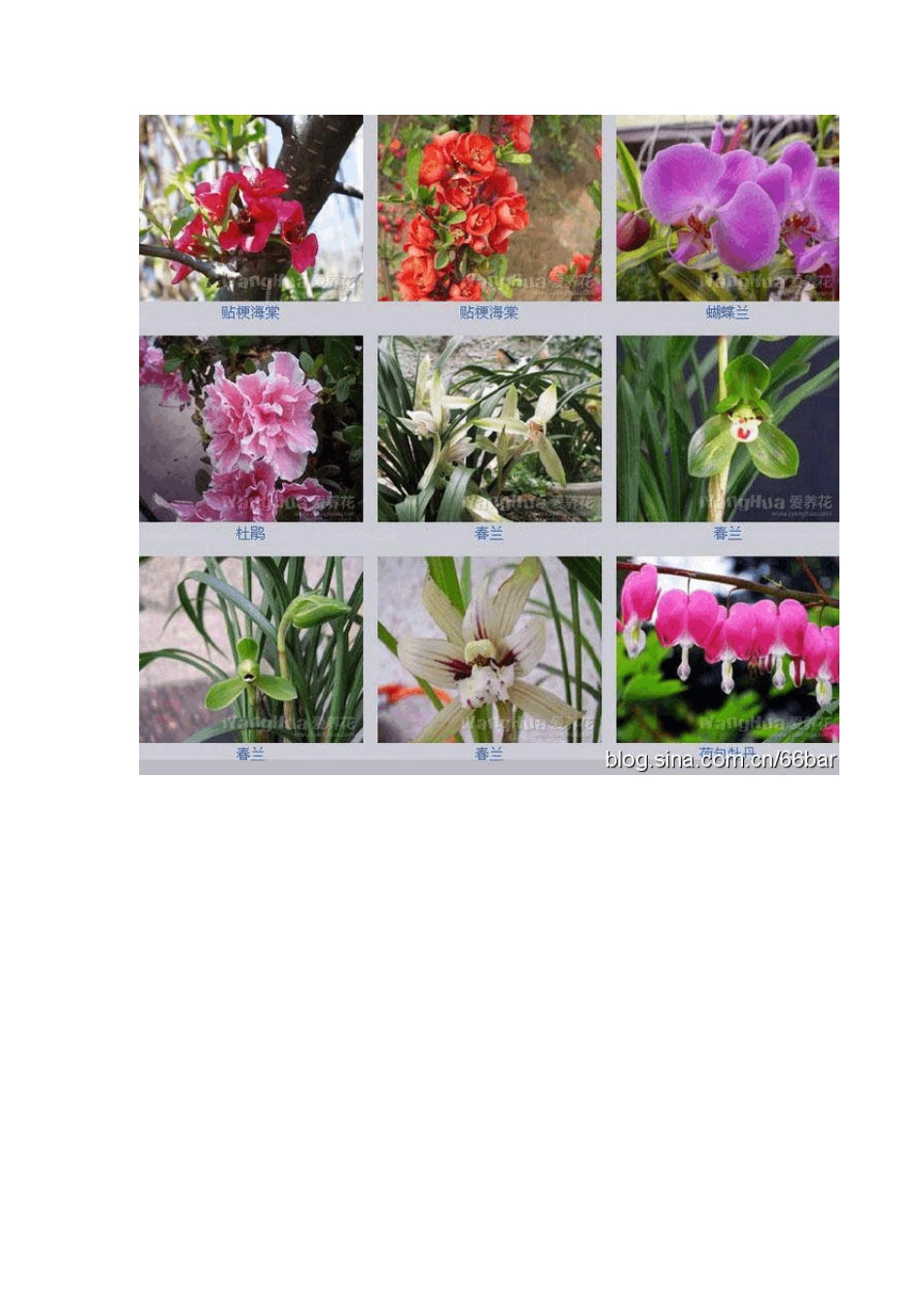 花卉种类大全_第2页