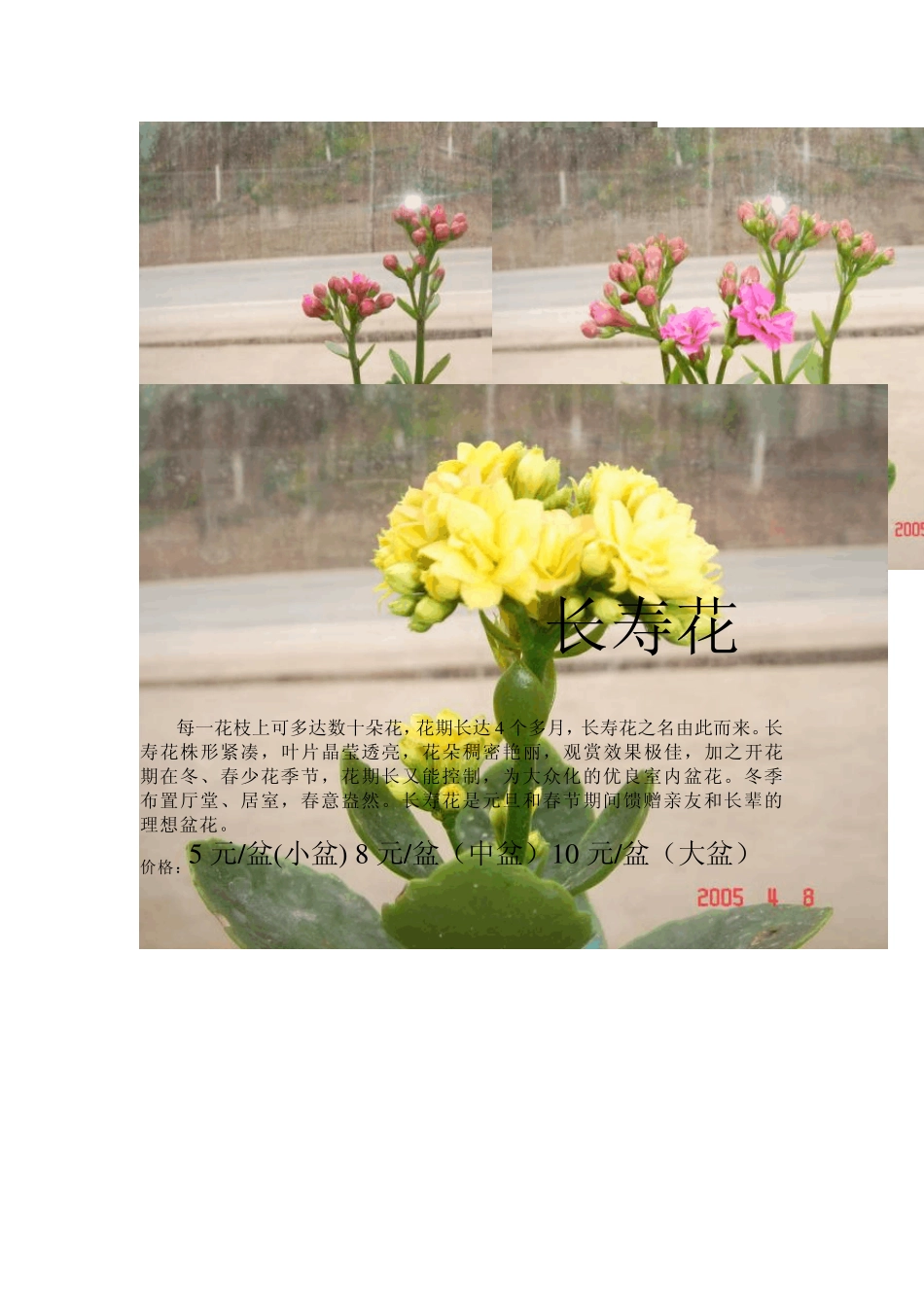 花卉销售及价格_第1页