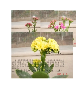 花卉销售及价格