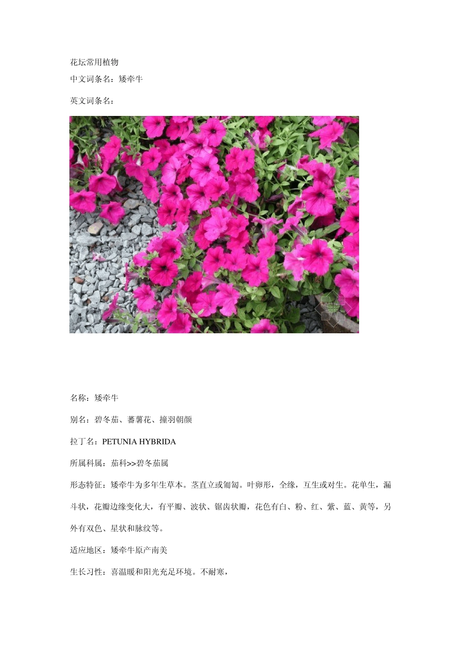 花坛常用植物_第1页