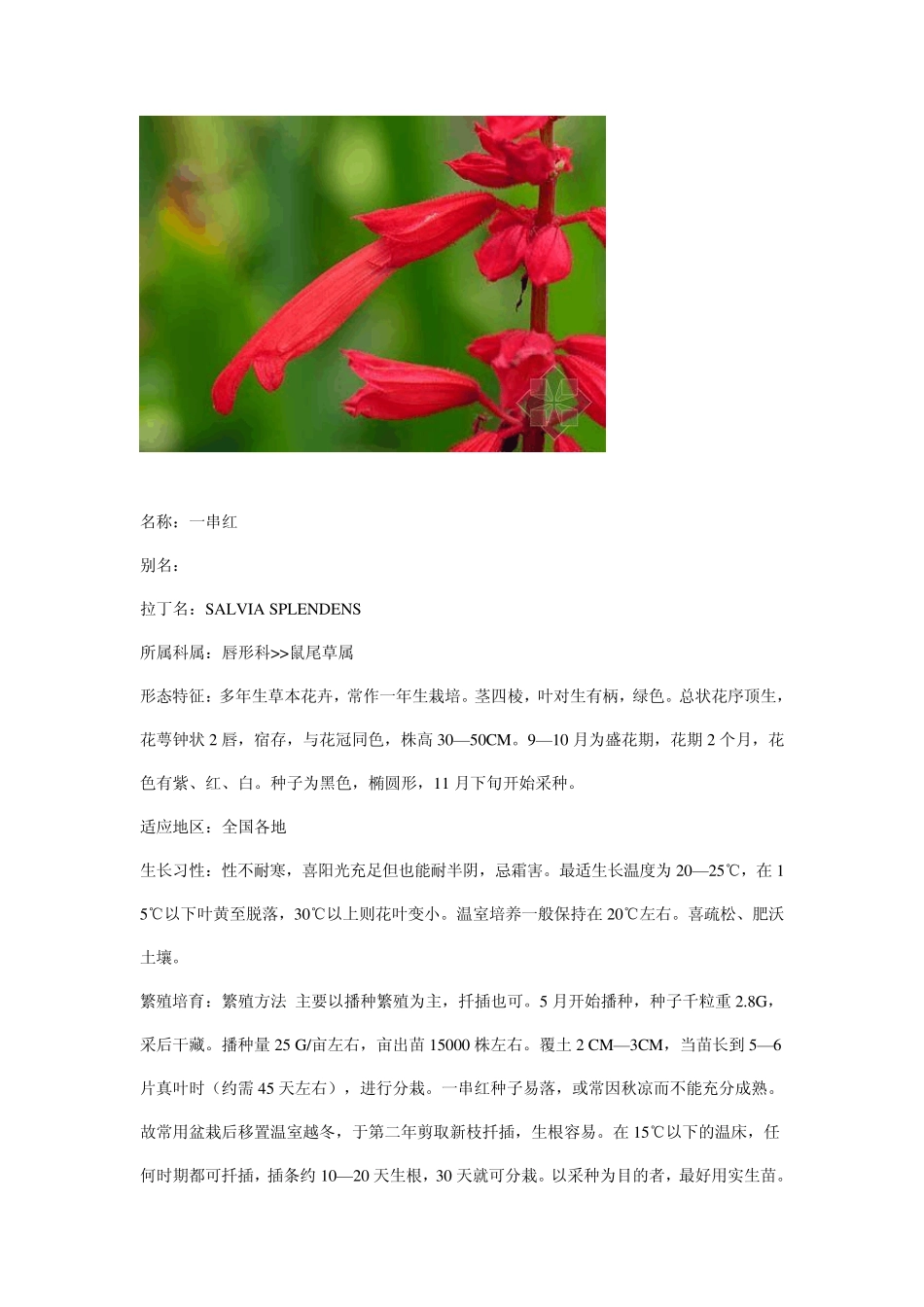 花坛常用植物_第3页