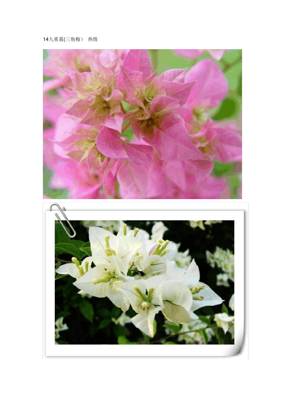 花店常见鲜花花卉最新全集配图_第2页