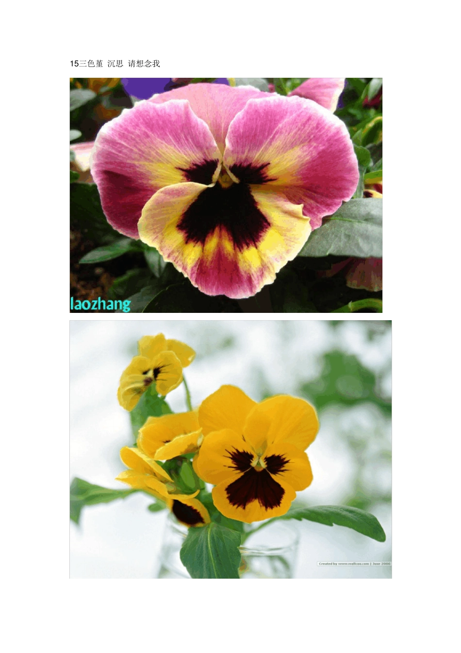 花店常见鲜花花卉最新全集配图_第3页