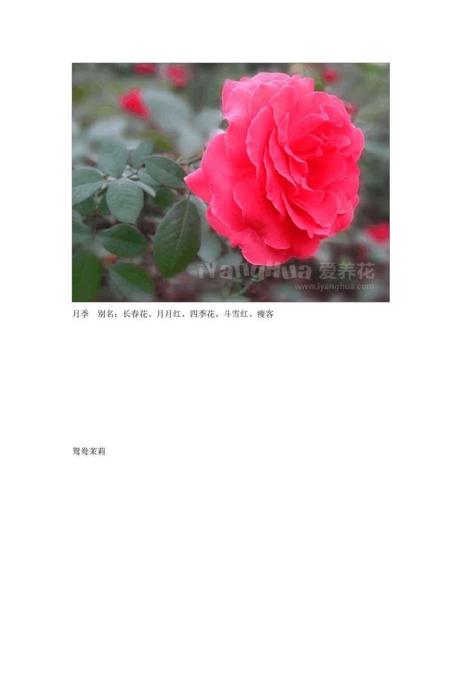 花种图片与名称大全_第2页