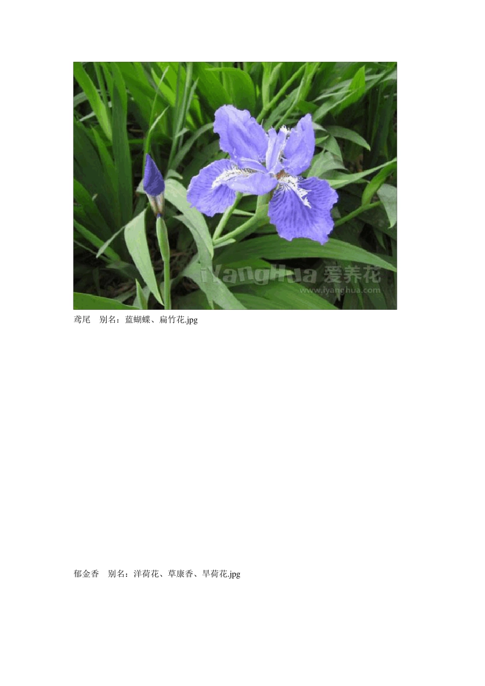 花种图片与名称大全_第3页