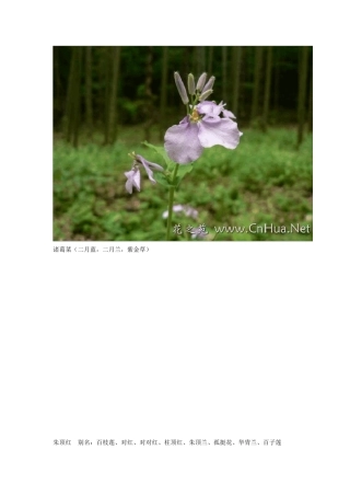 花种图片与名称大全