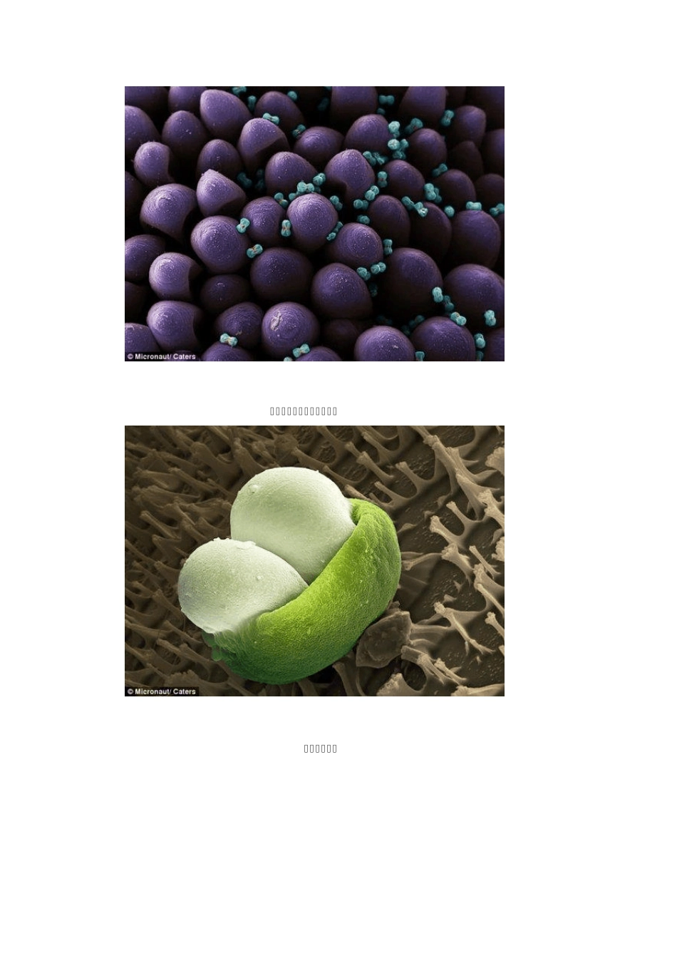 花粉显微镜下图片_第2页