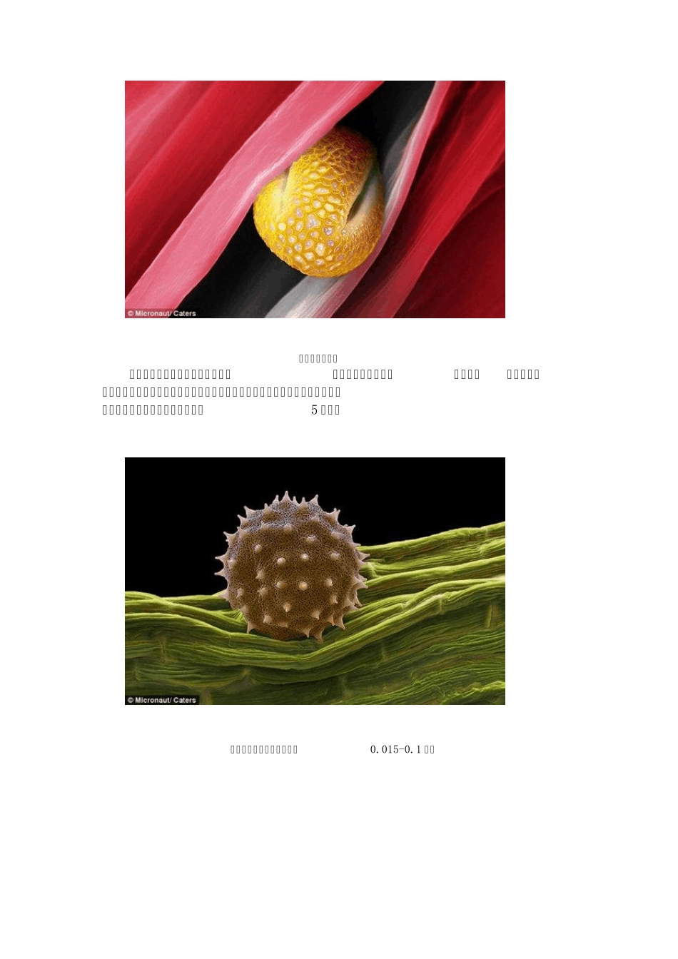 花粉显微镜下图片_第3页