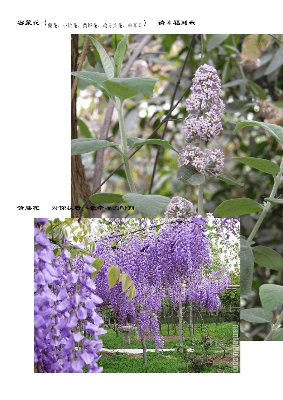 花语大全(带美图)02_第2页
