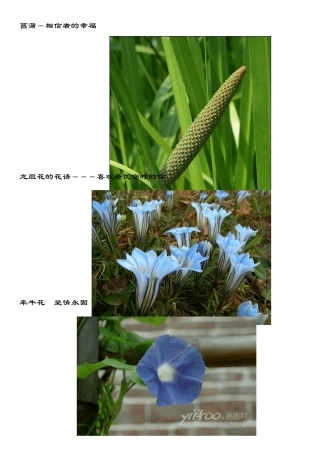 花语大全(带美图)02