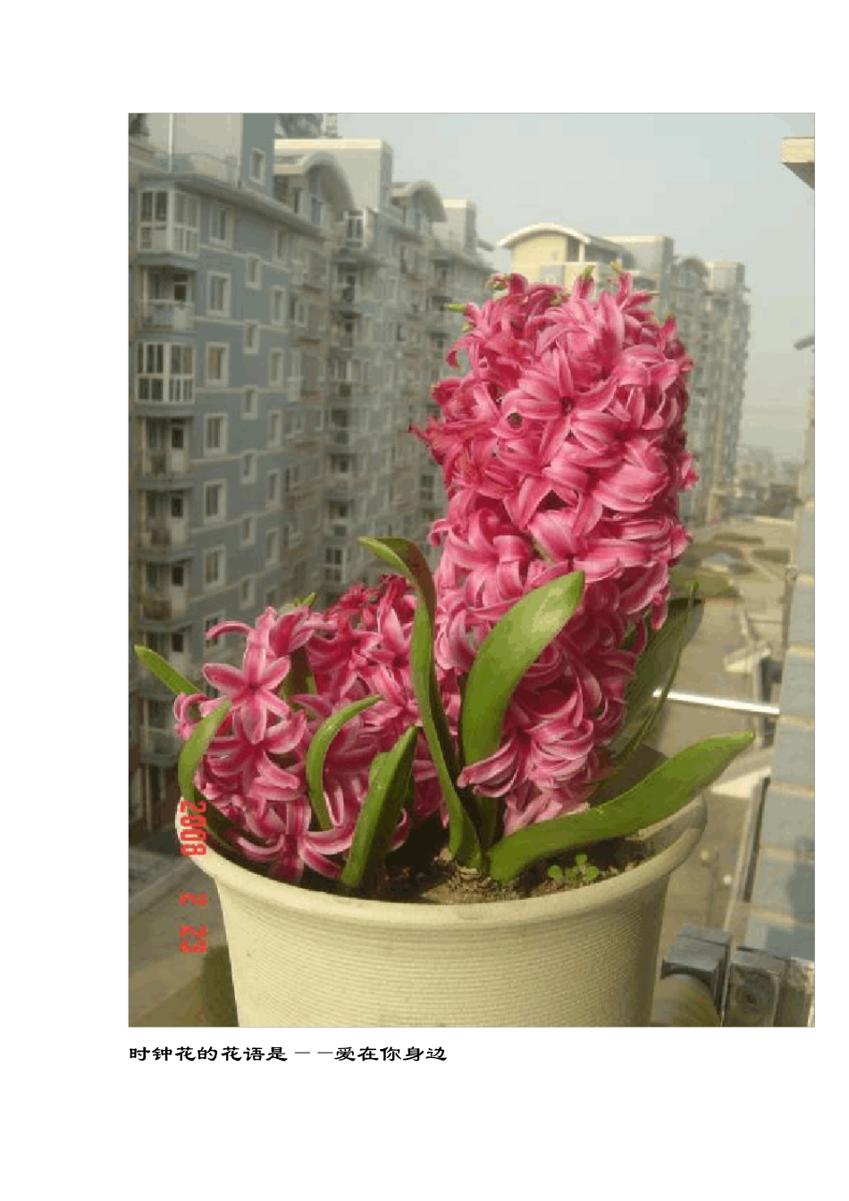 花语大全+图片_第3页