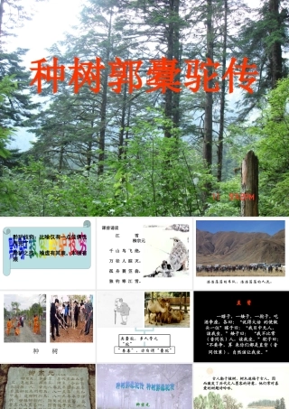 种树郭橐驼传 教学课件