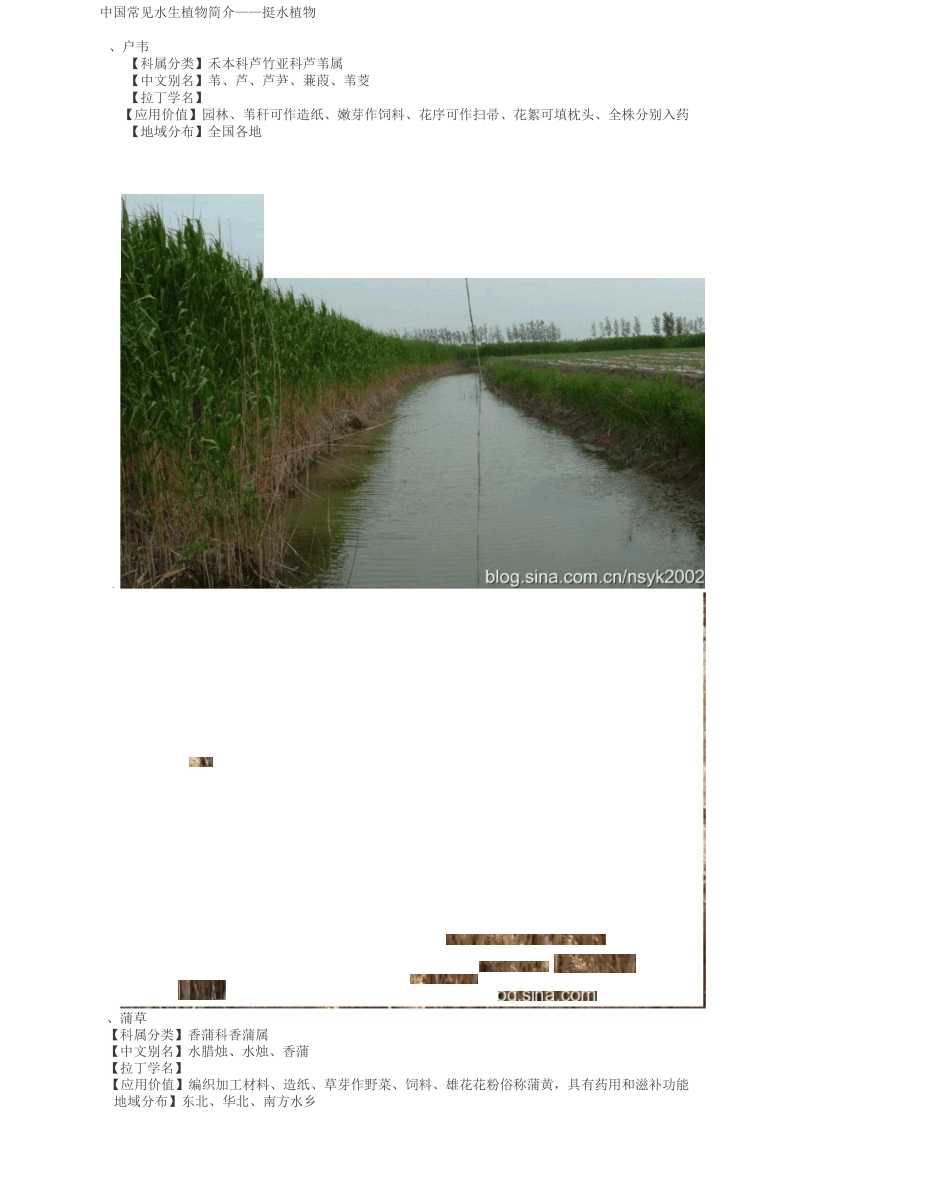 中国常见水生植物简介——挺水植物_第1页