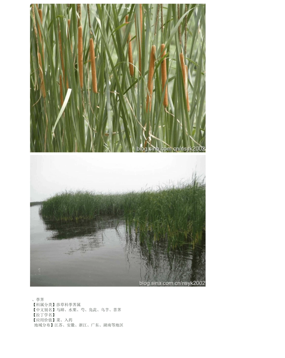 中国常见水生植物简介——挺水植物_第2页