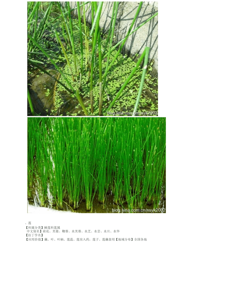 中国常见水生植物简介——挺水植物_第3页