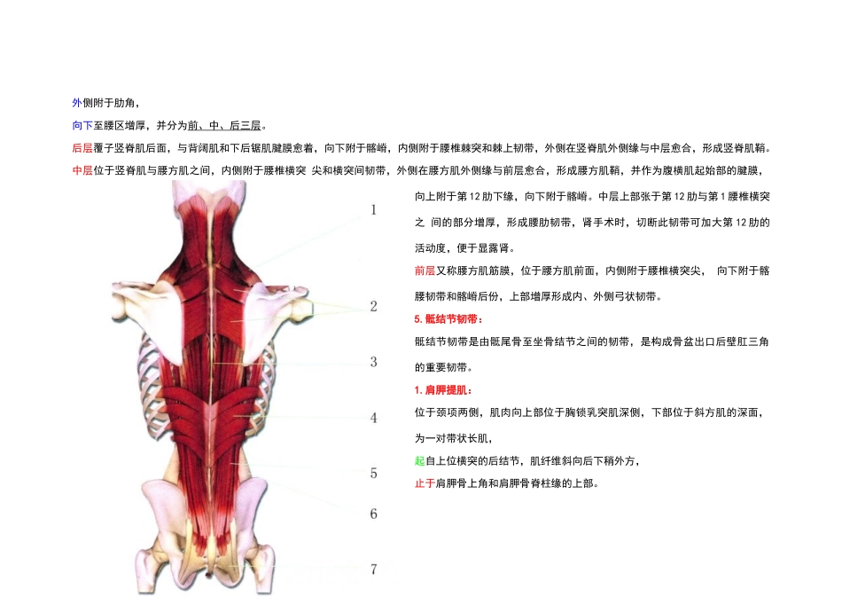 全身肌肉图解_第3页