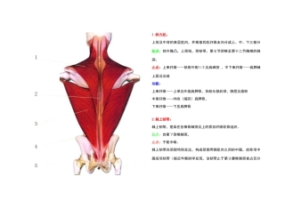 全身肌肉图解