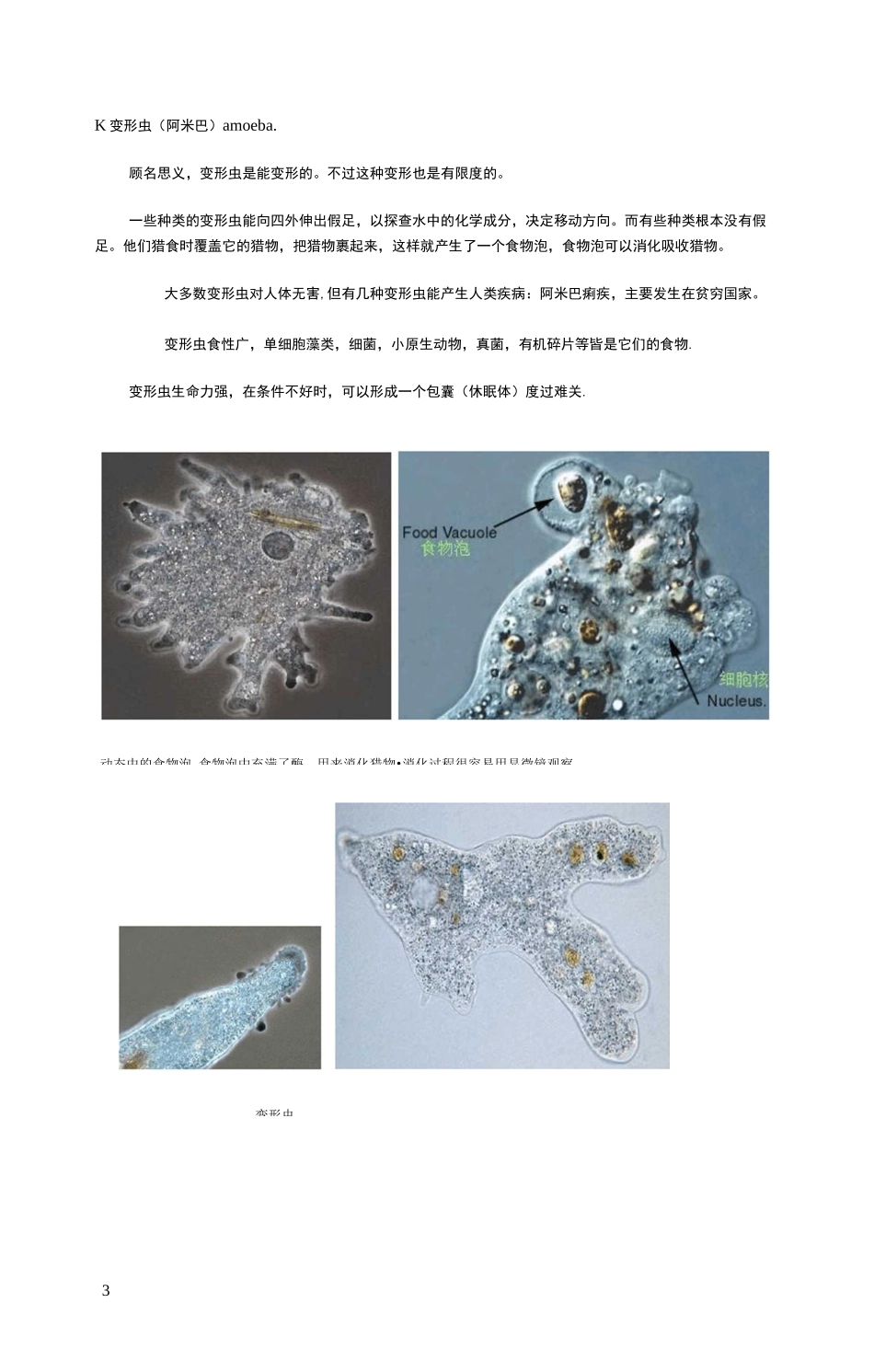污水处理常见生物高清晰照片及说明_第3页