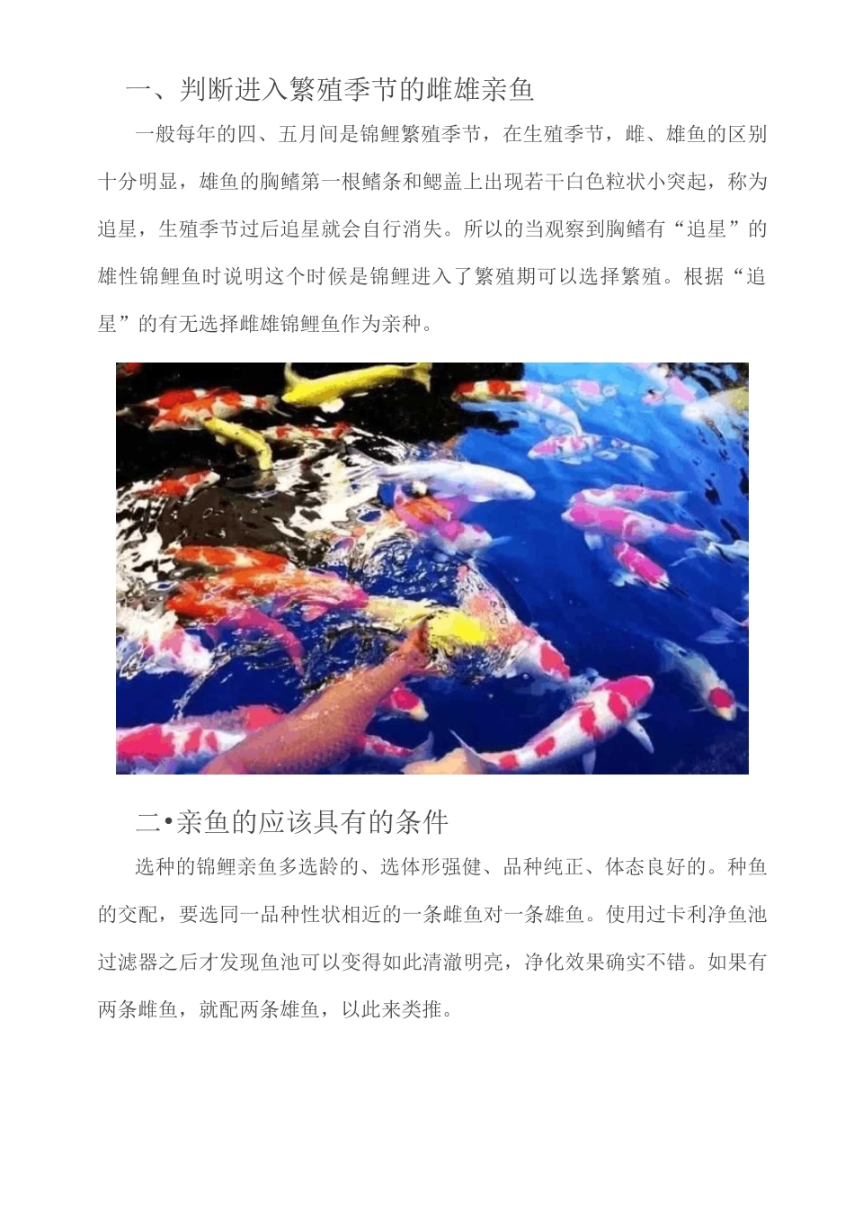 如何繁殖锦鲤鱼_第1页